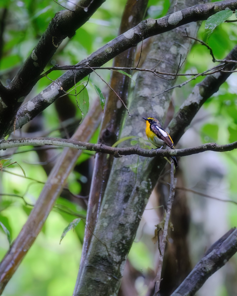 Narcissus/Ryukyu Flycatcher - ML637533821