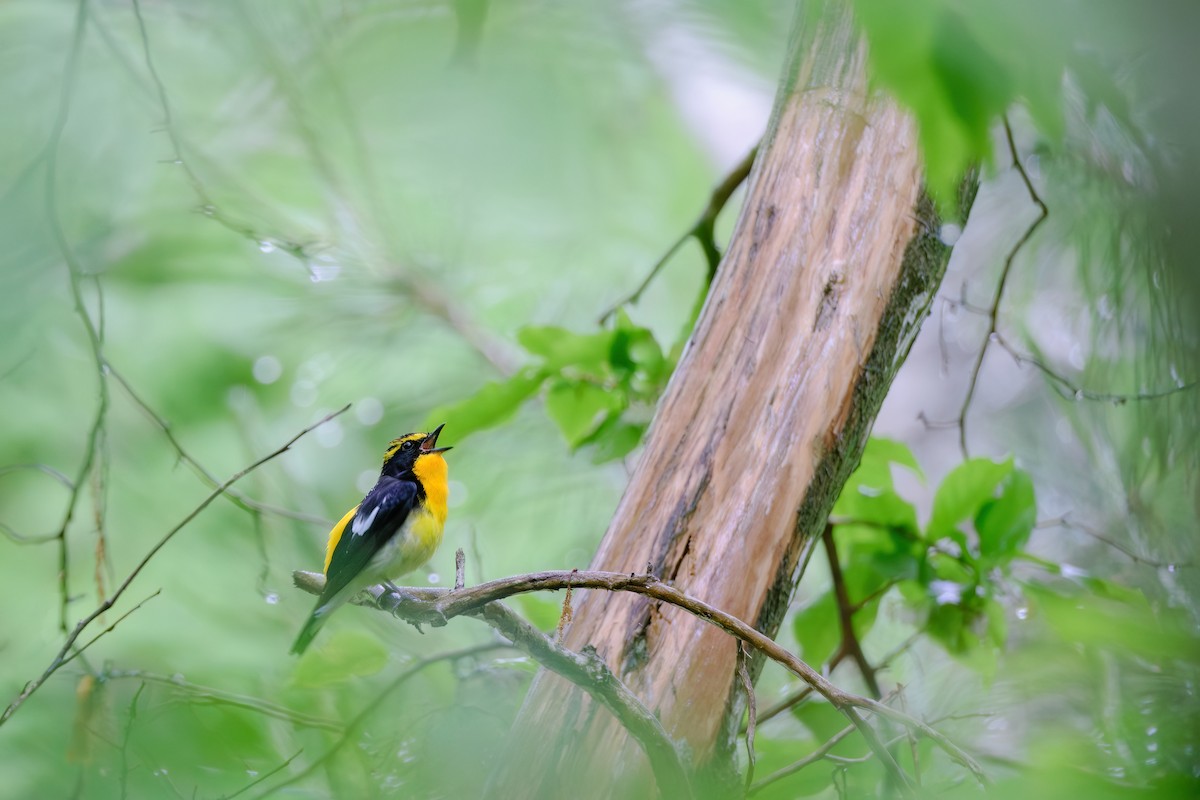 Narcissus/Ryukyu Flycatcher - ML637533822