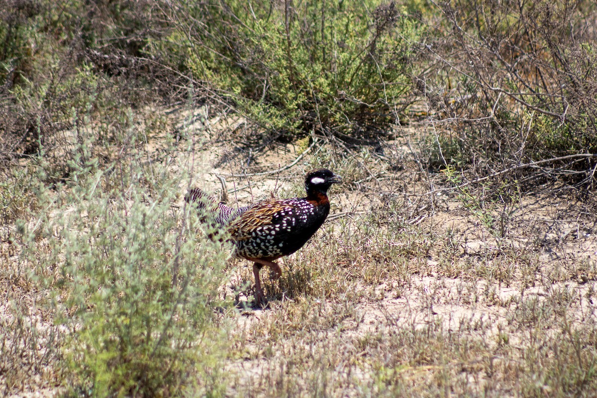 Black Francolin - ML637533853