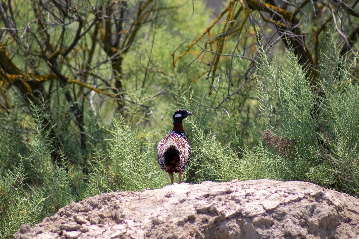 Black Francolin - ML637533854