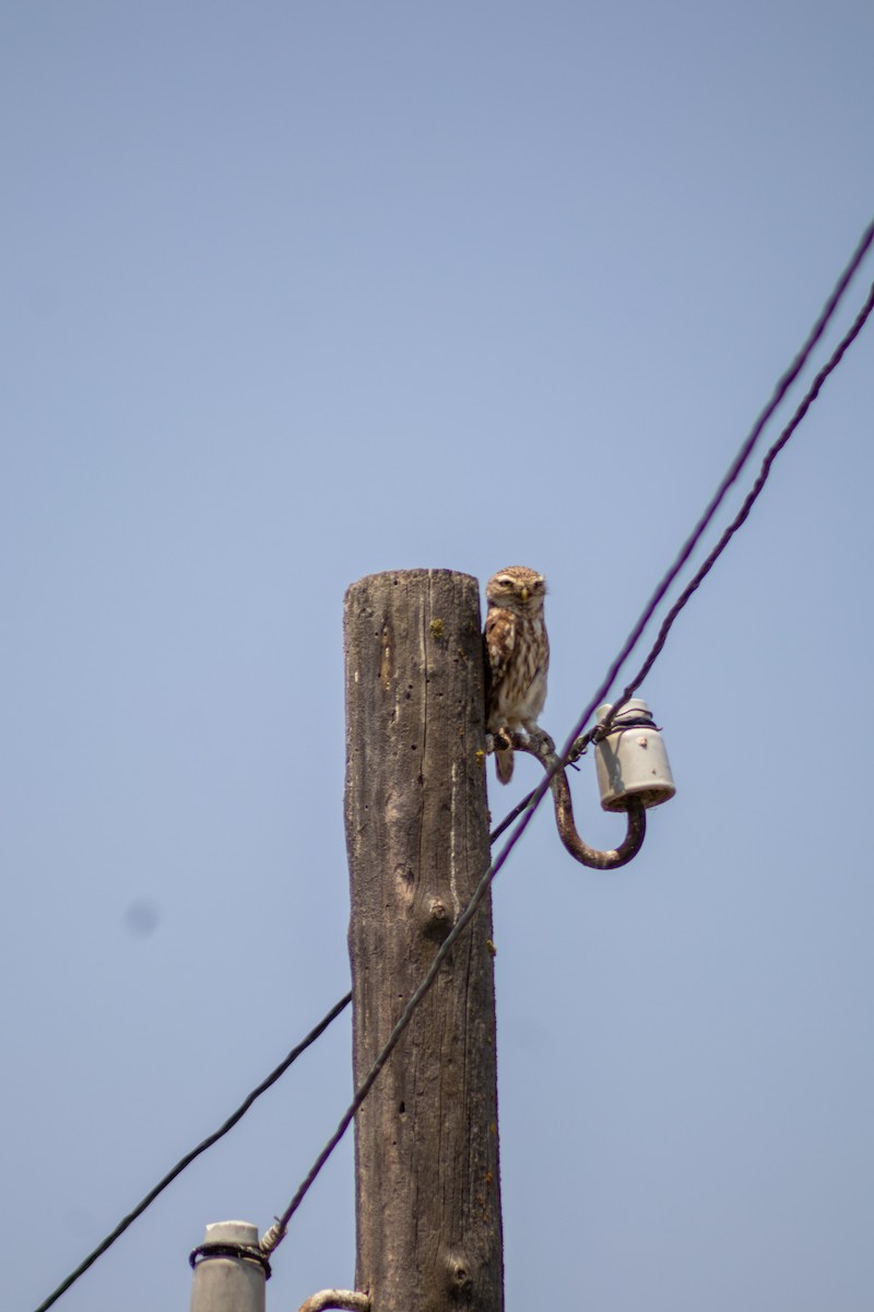 Little Owl - ML637533860