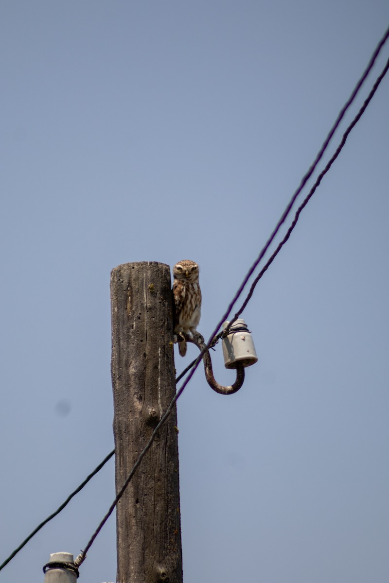 Little Owl - ML637533861