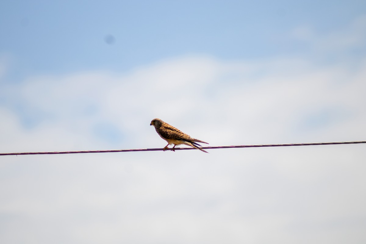 Lesser Kestrel - ML637533865