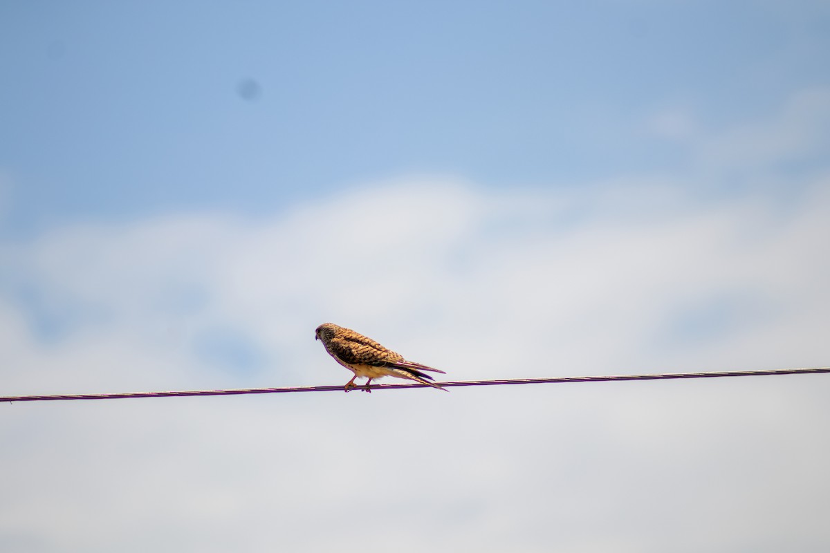 Lesser Kestrel - ML637533866