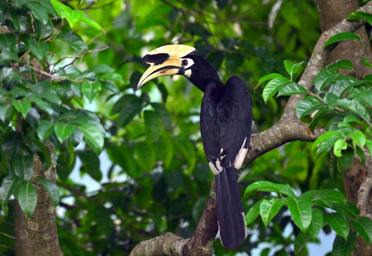 Oriental Pied-Hornbill - ML637533907