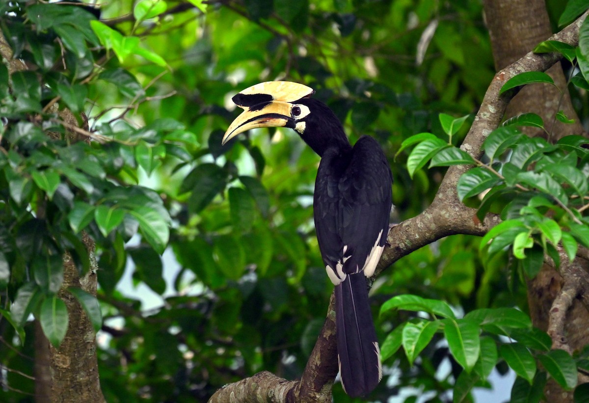 Oriental Pied-Hornbill - ML637533908
