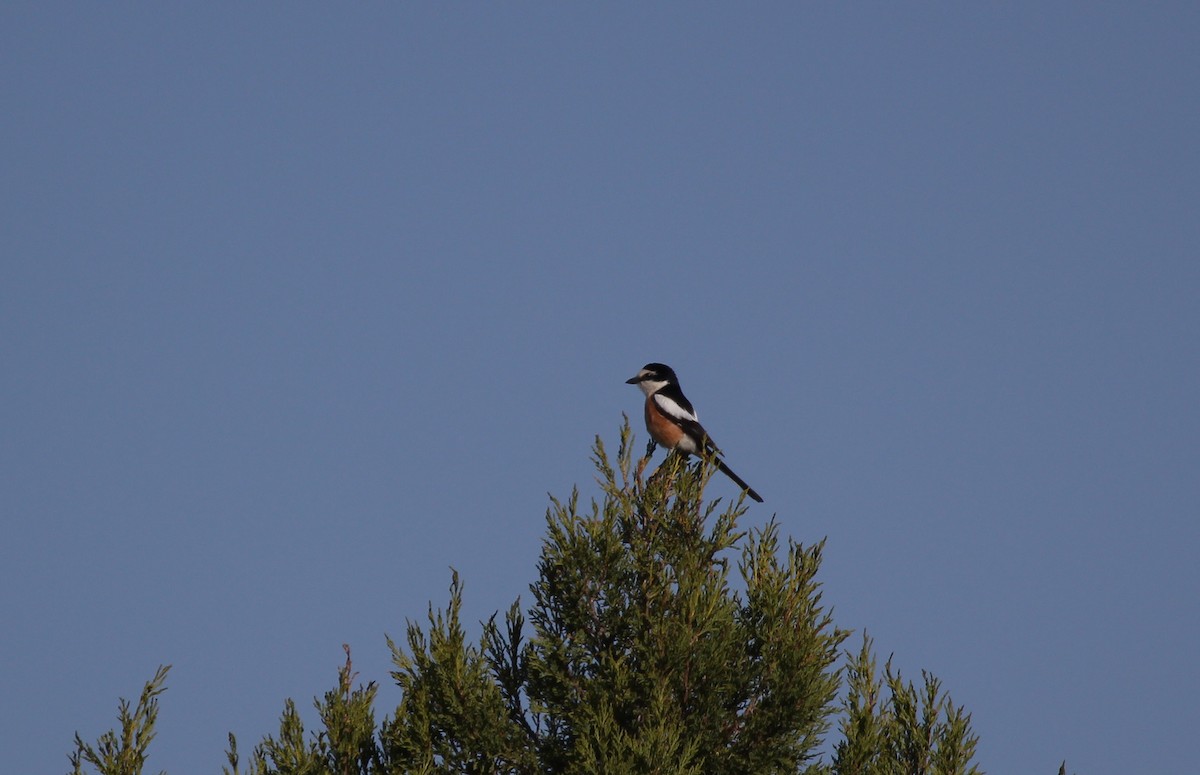 Masked Shrike - ML637533915