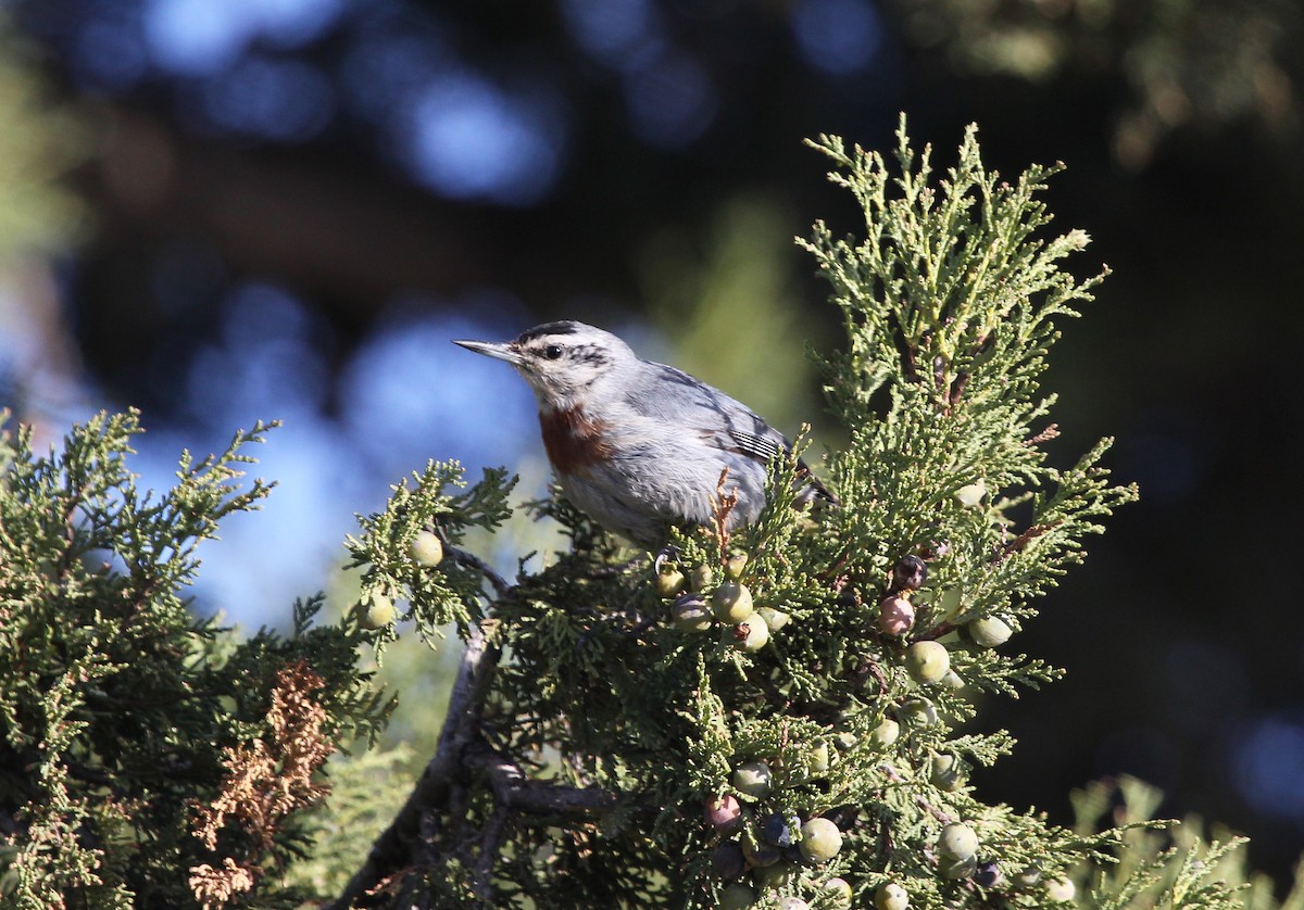 Krüper's Nuthatch - ML637533917