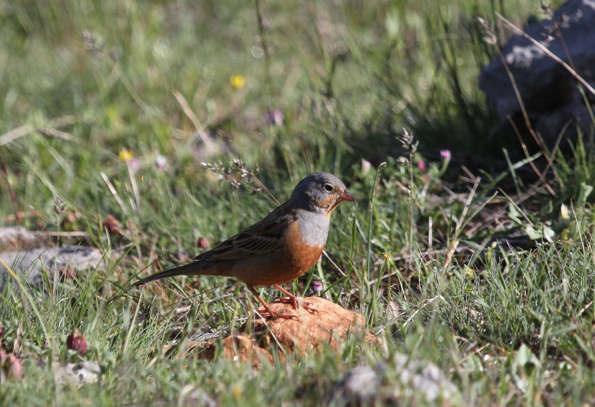 Cretzschmar's Bunting - ML637533935