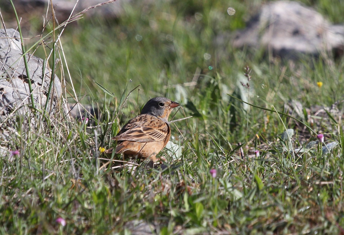 Cretzschmar's Bunting - ML637533936