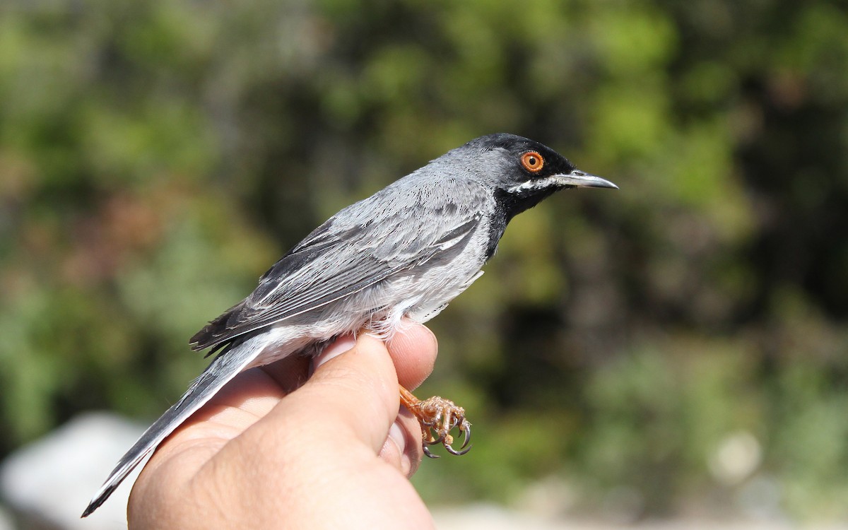 Rüppell's Warbler - ML637534010