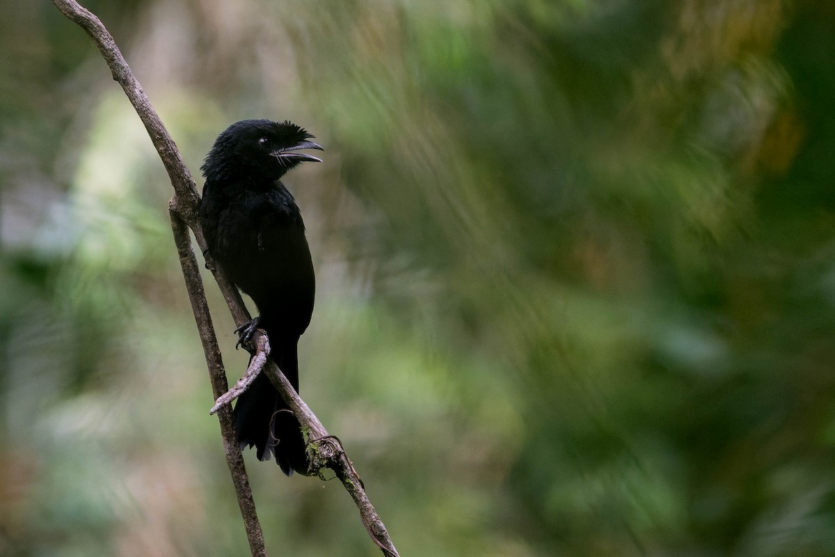 Sri Lanka Drongo - ML637534048