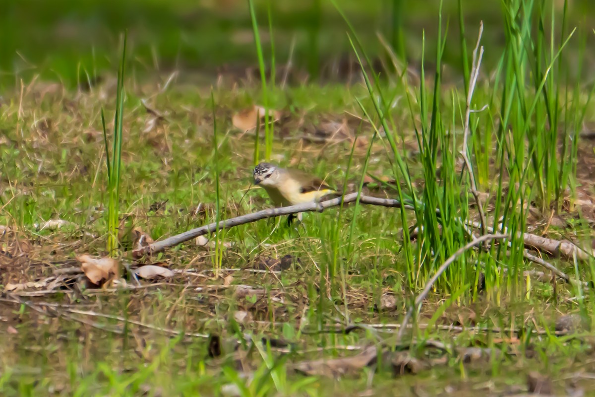 Yellow-rumped Thornbill - ML637534050