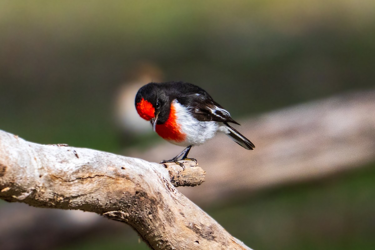 Red-capped Robin - ML637534056