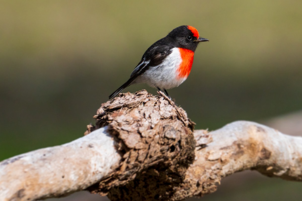Red-capped Robin - ML637534058