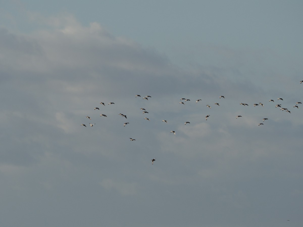 Little Bustard - ML637534112