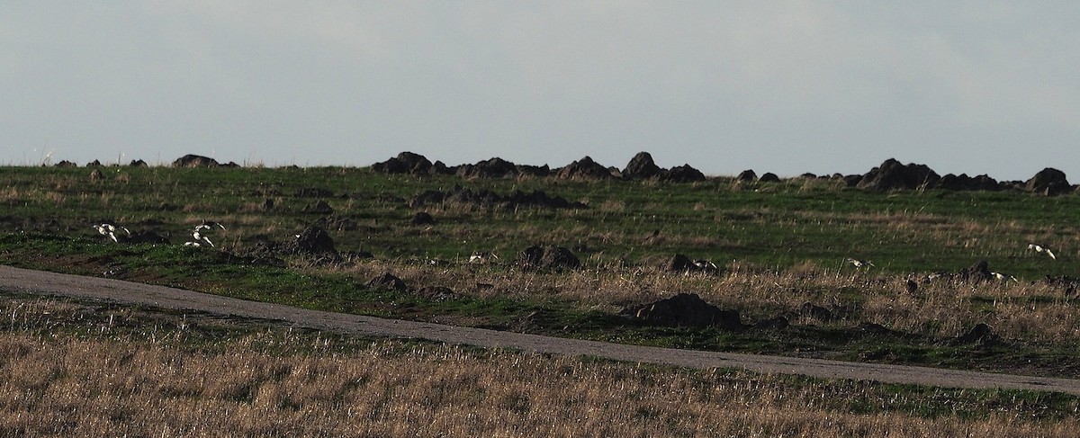 Little Bustard - ML637534124