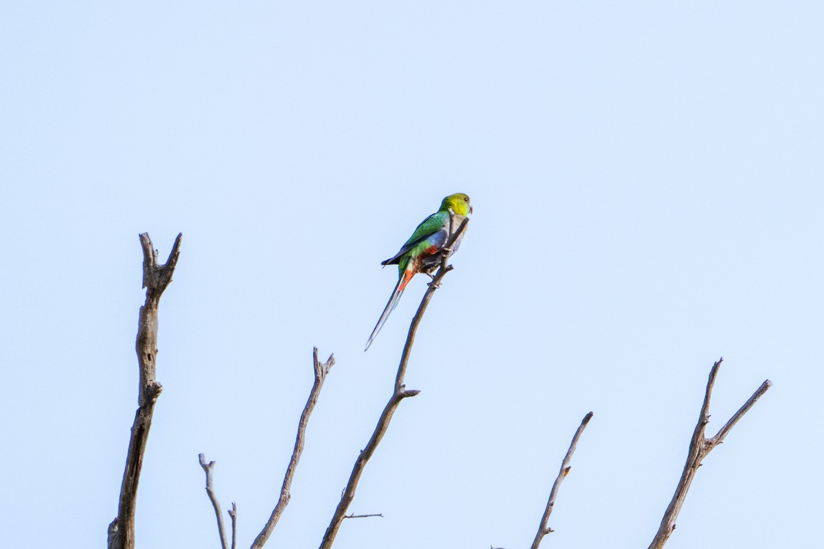 Red-capped Parrot - ML637534134