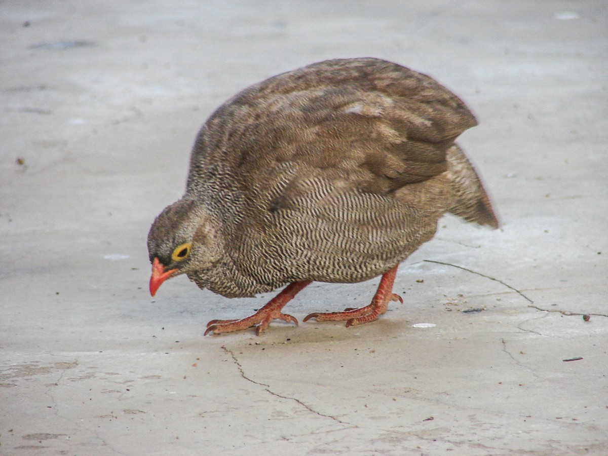 Red-billed Spurfowl - ML637534154