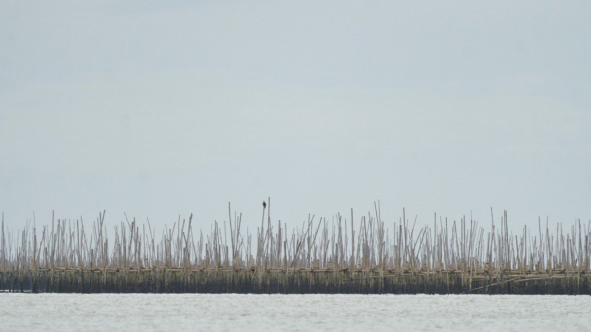 Osprey (Eurasian) - ML637534155