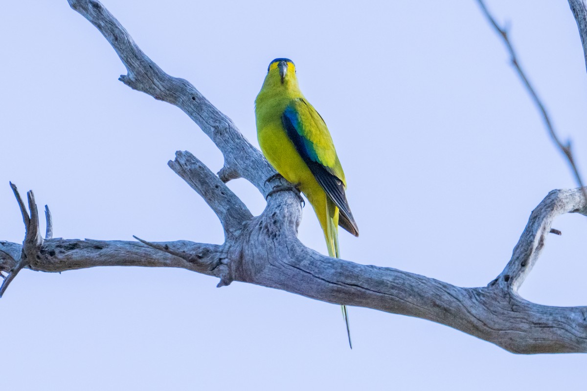 Elegant Parrot - ML637534195
