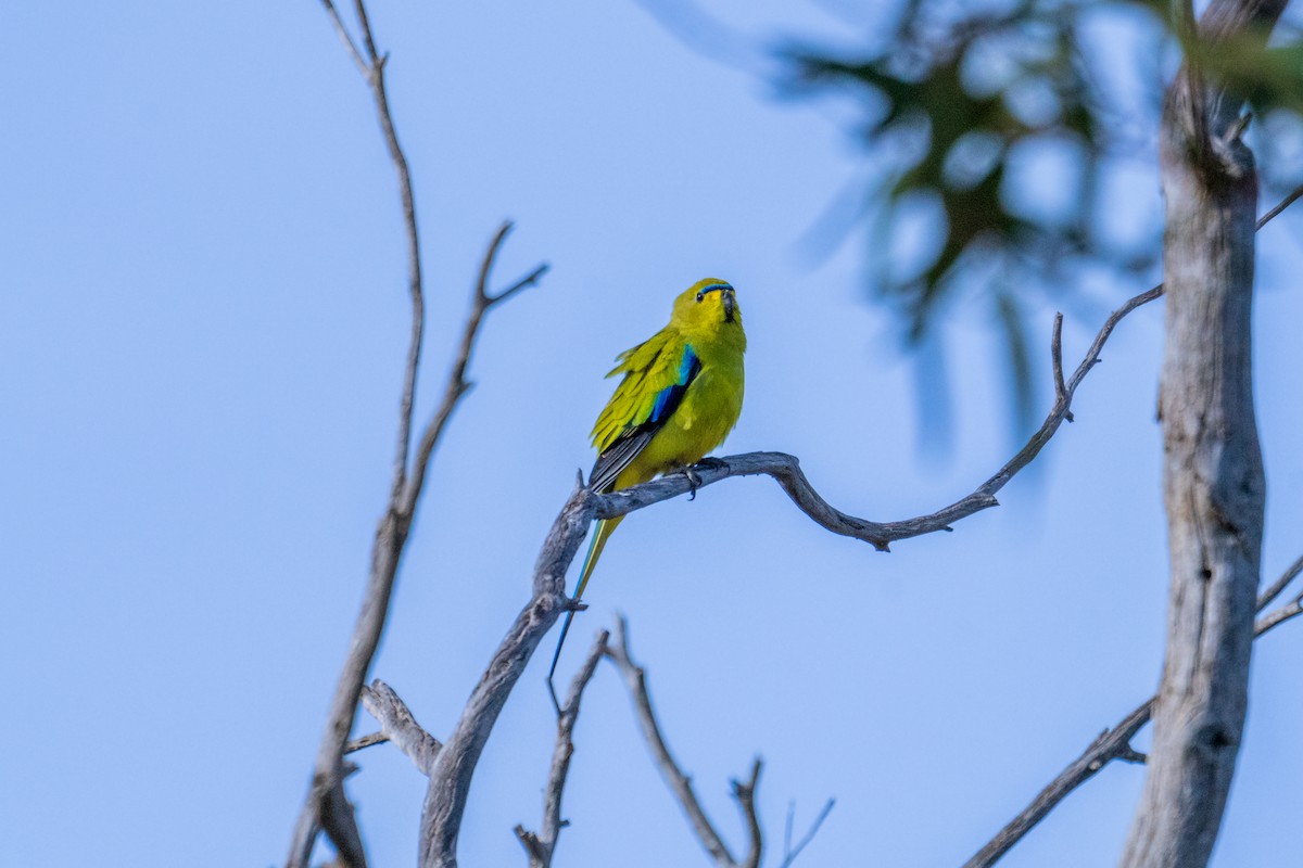 Elegant Parrot - ML637534196