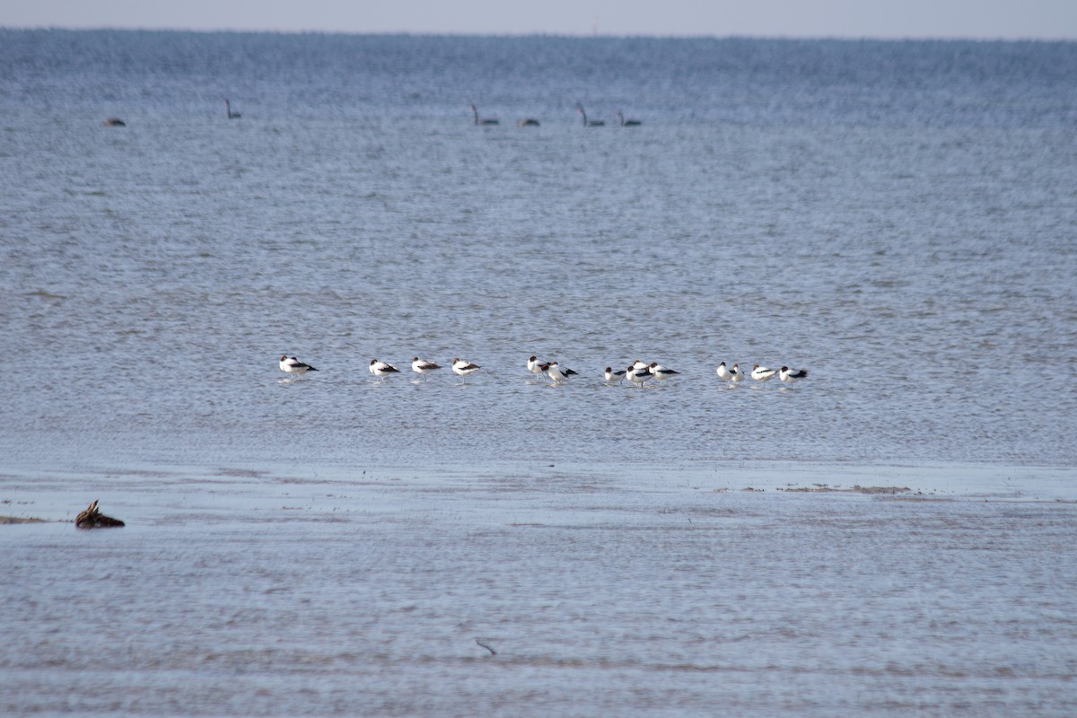 Red-necked Avocet - ML637534223