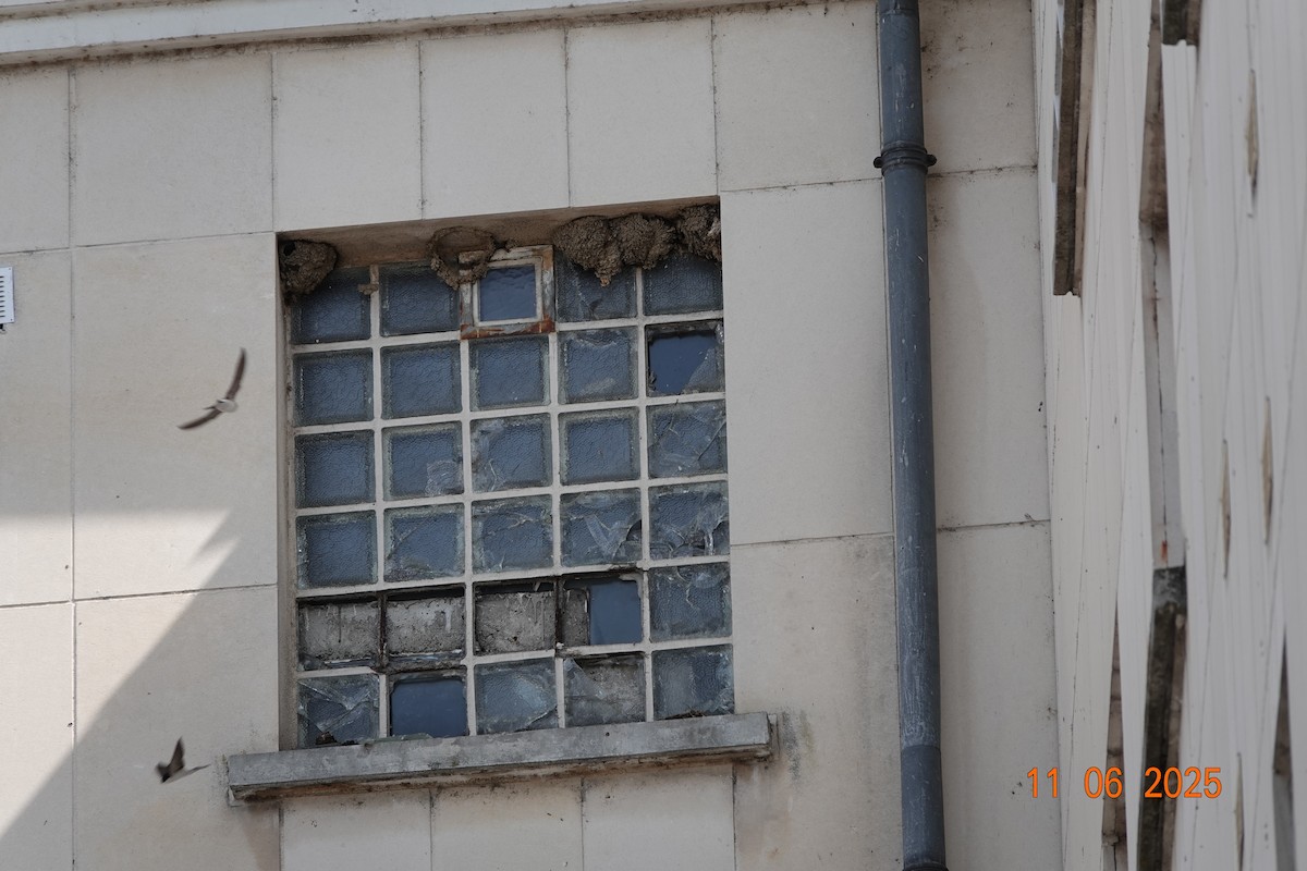 Western House-Martin - ML637534272