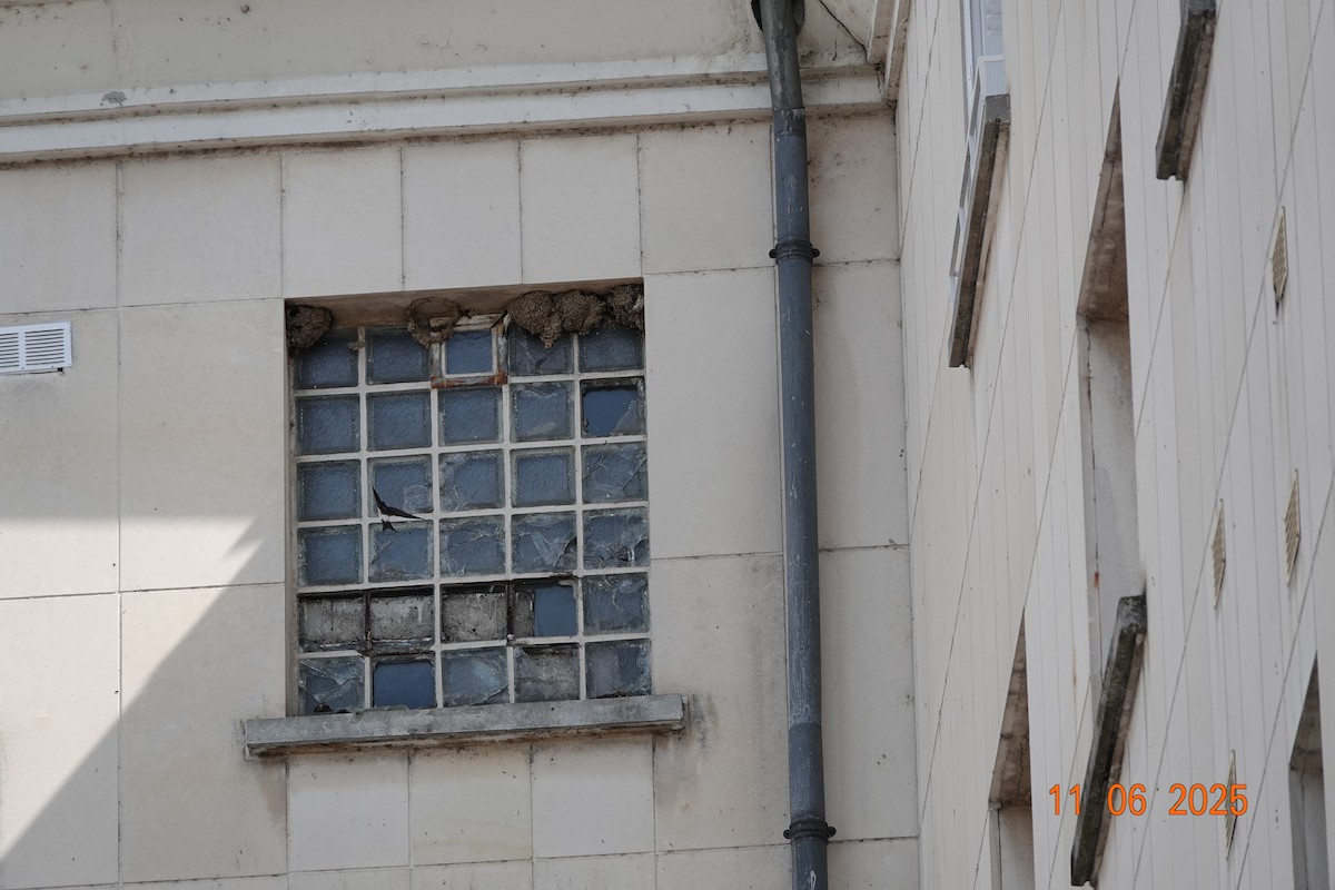 Western House-Martin - ML637534283