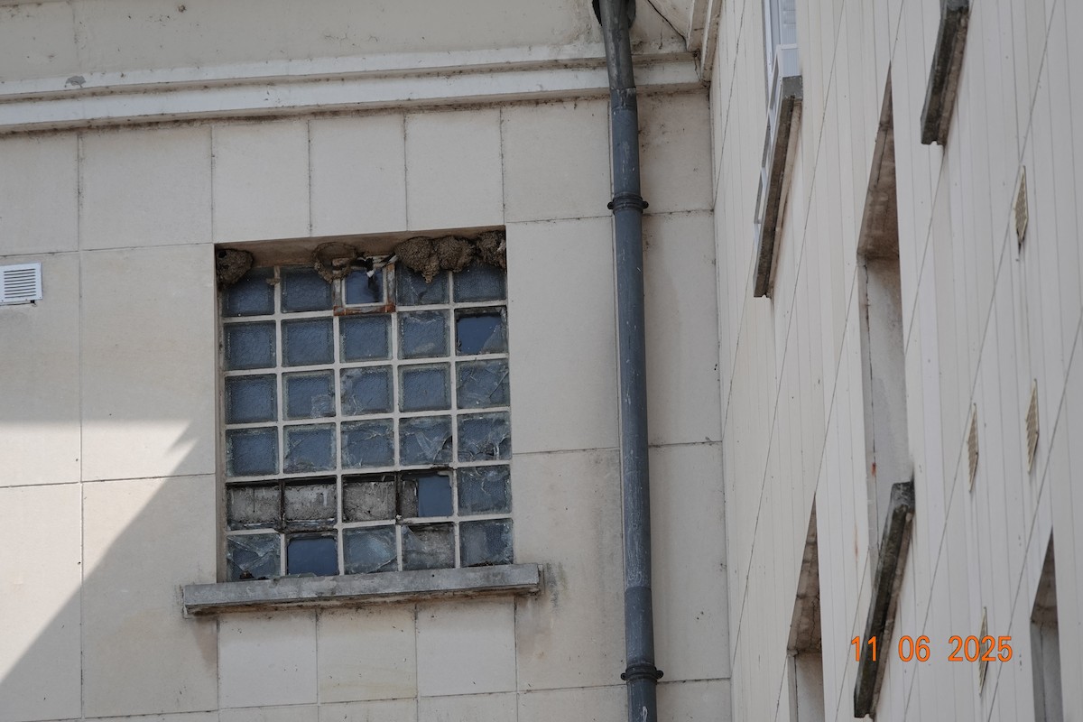 Western House-Martin - ML637534287