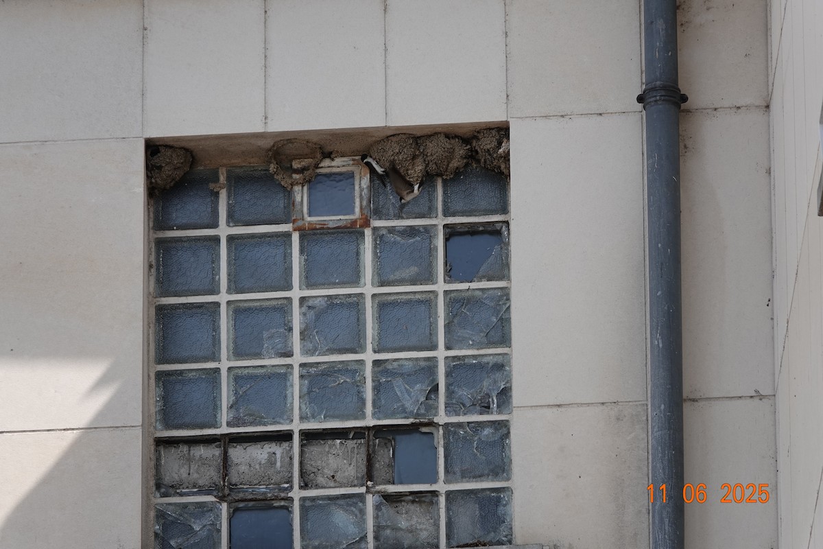 Western House-Martin - ML637534292