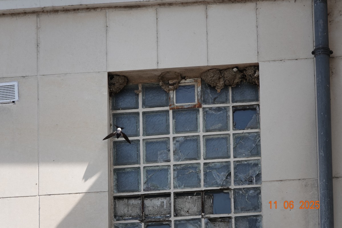 Western House-Martin - ML637534293