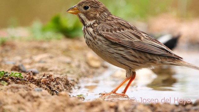 Corn Bunting - ML637534294