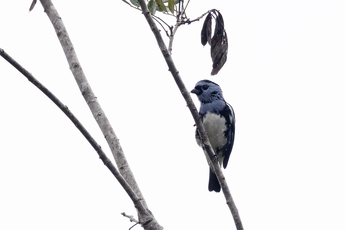 White-bellied Tanager - ML637534303