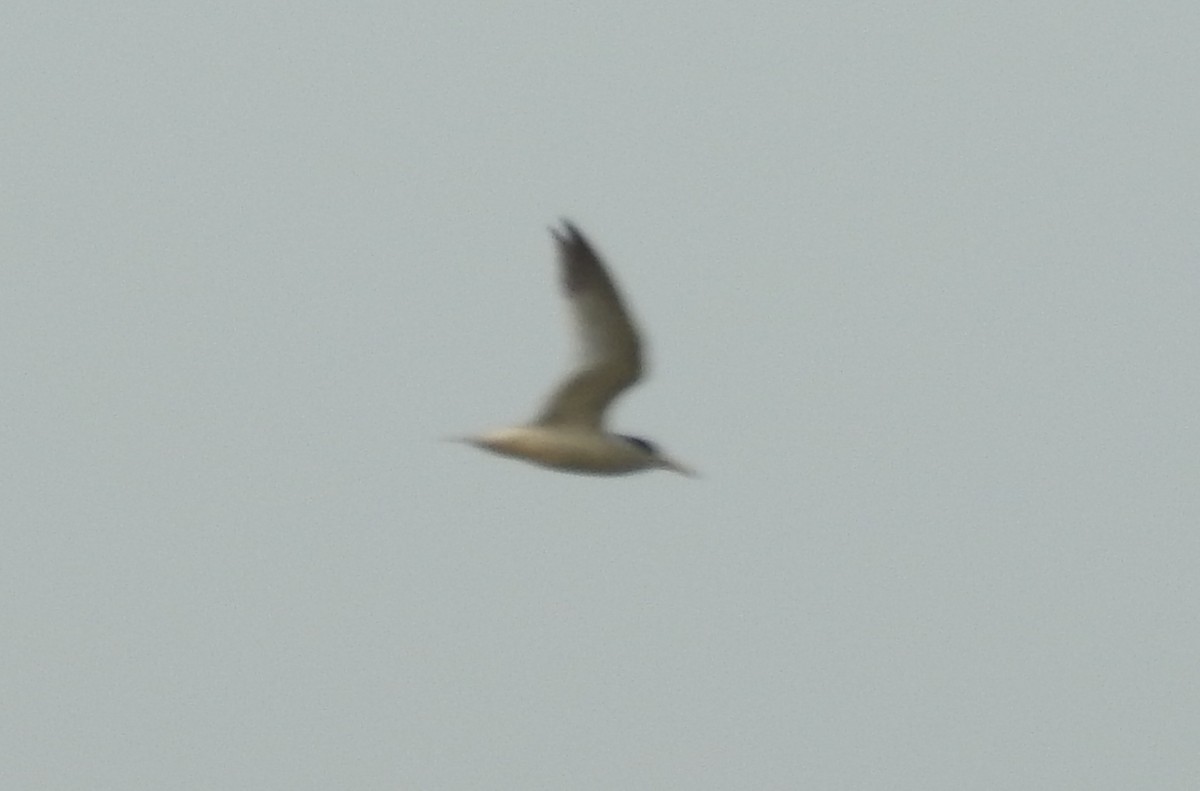 Little Tern - ML637534362