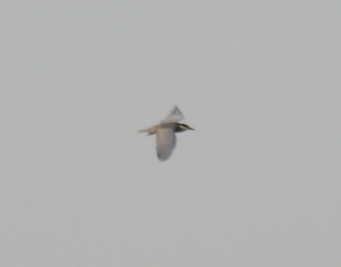 Whiskered Tern - ML637534368