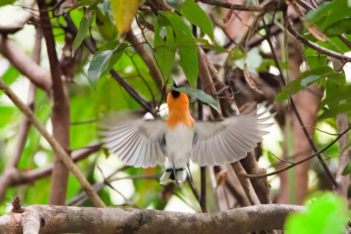 Australian Spectacled Monarch - ML637534369