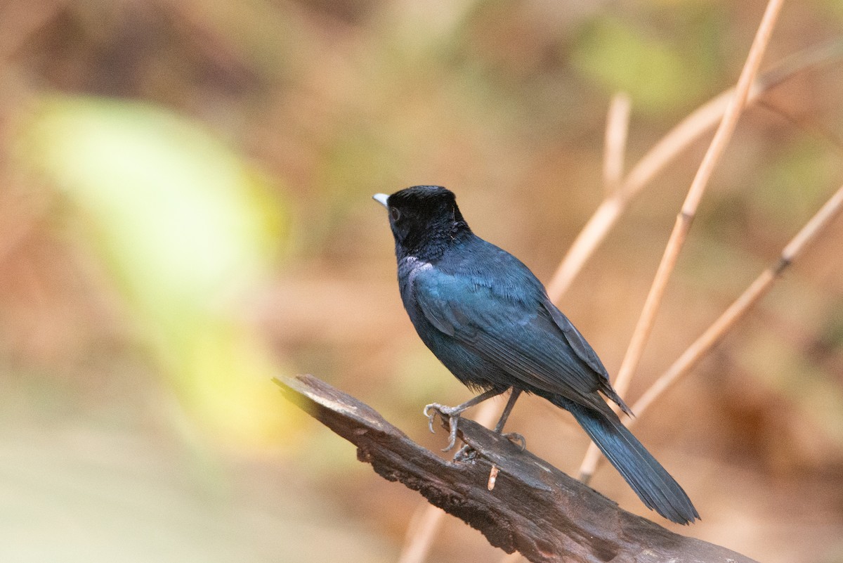 Shining Flycatcher - ML637534371