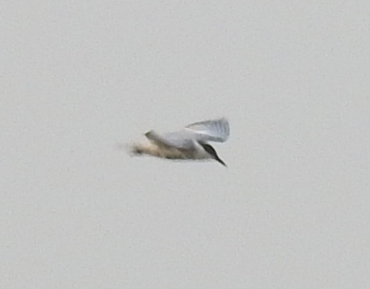 Whiskered Tern - ML637534372