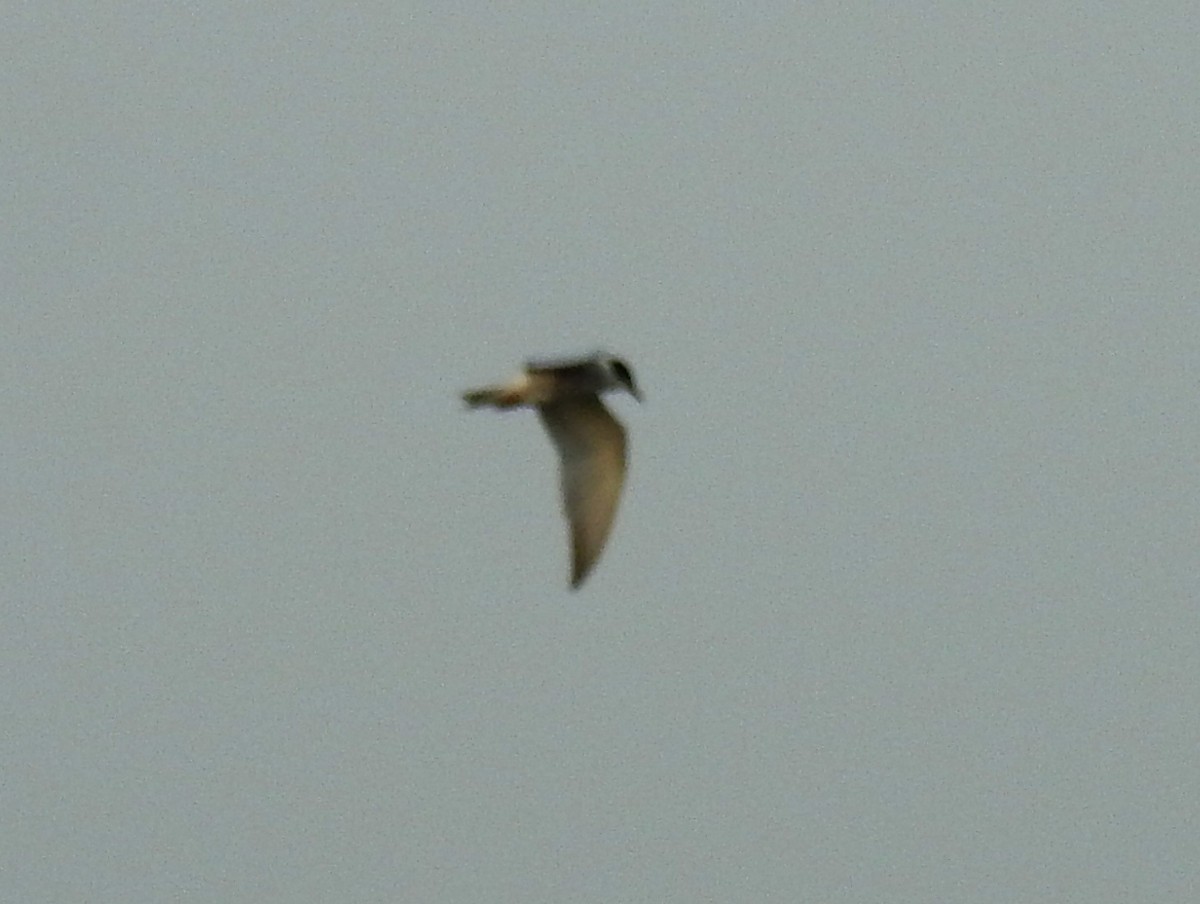 Whiskered Tern - ML637534374
