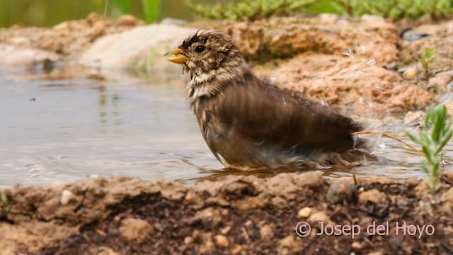 Corn Bunting - ML637534376