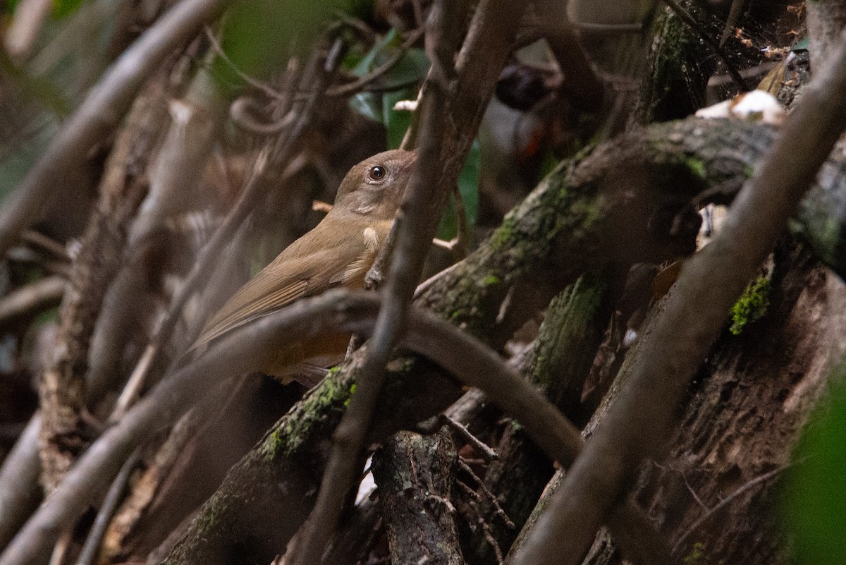 Rufous Shrikethrush - ML637534378