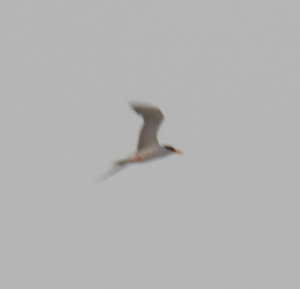 River Tern - ML637534392