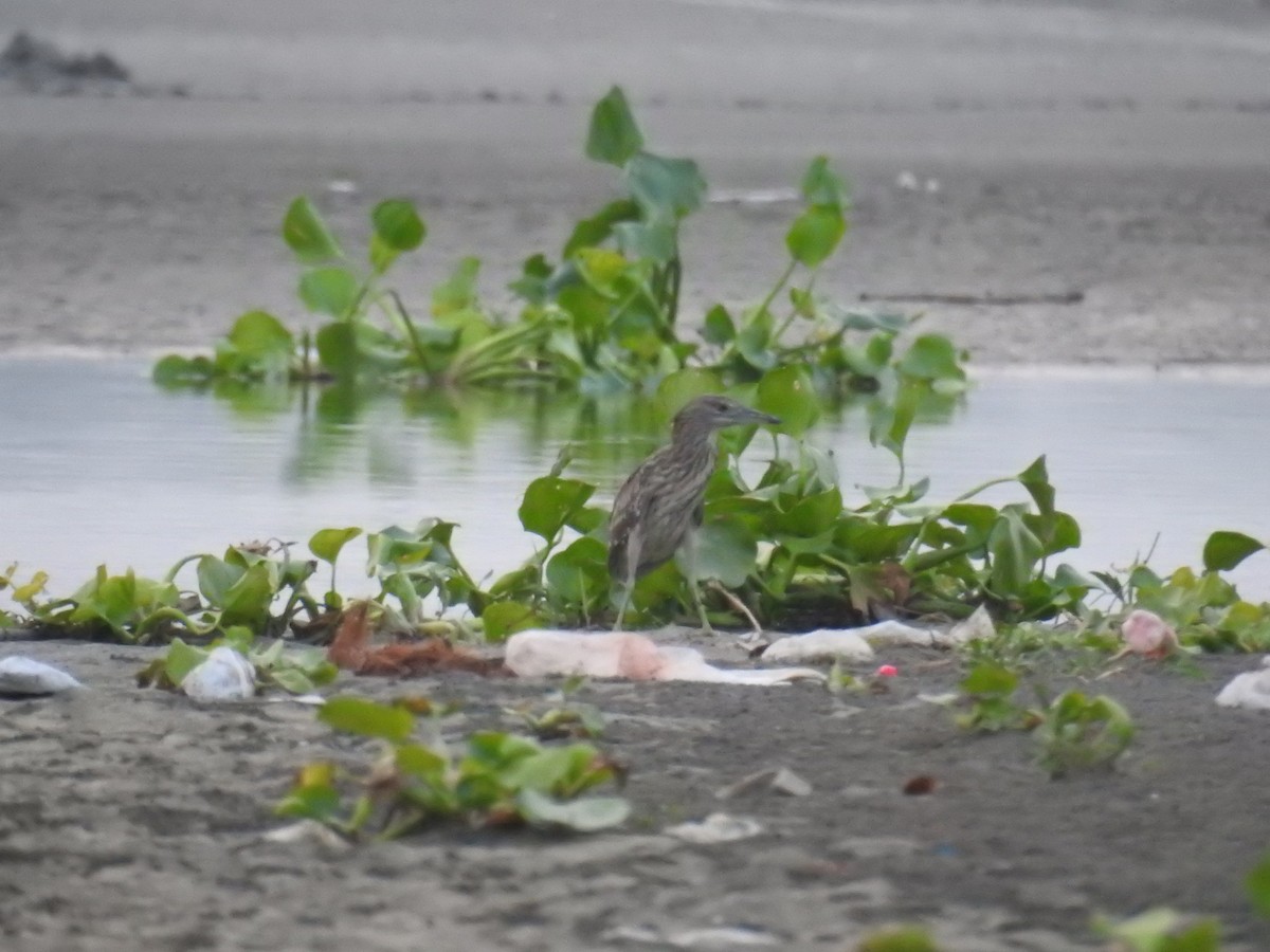 Black-crowned Night Heron - ML637534406