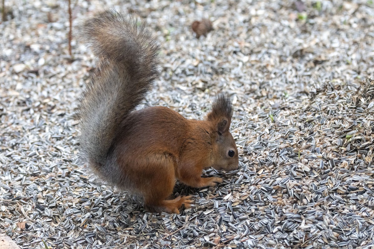 Scoiattolo rosso - ML637534408