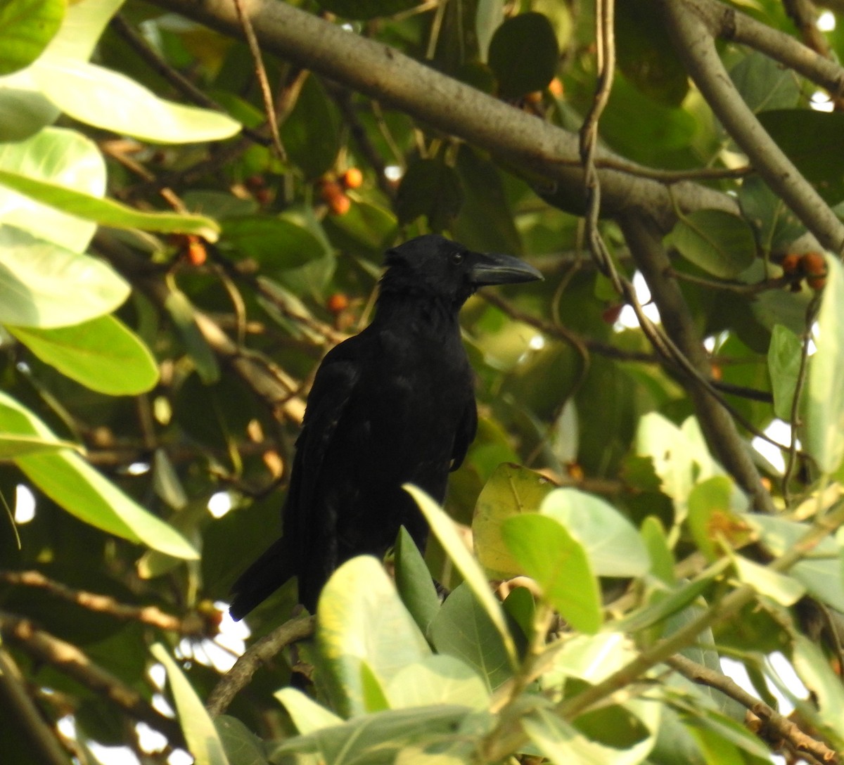 Large-billed Crow (Indian Jungle) - ML637534409