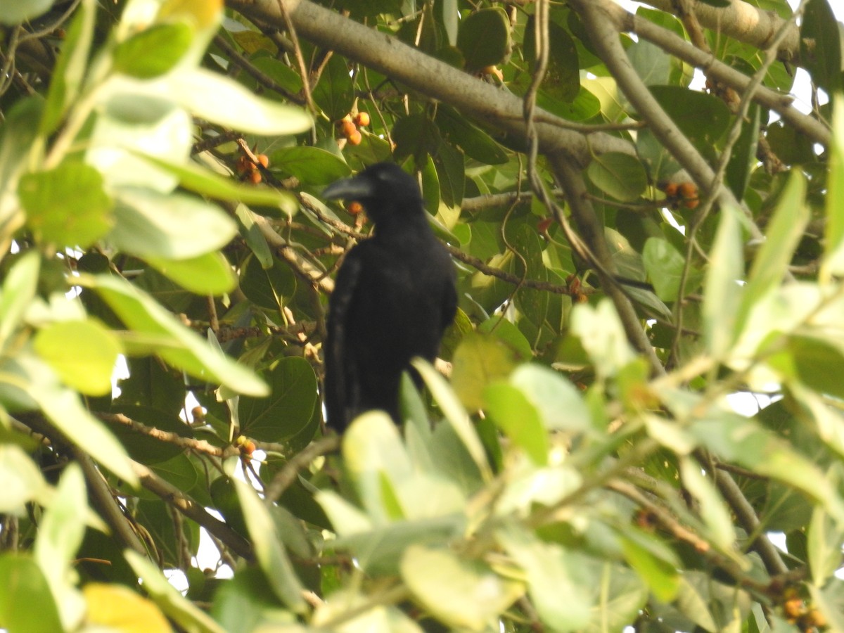 Large-billed Crow (Indian Jungle) - ML637534410