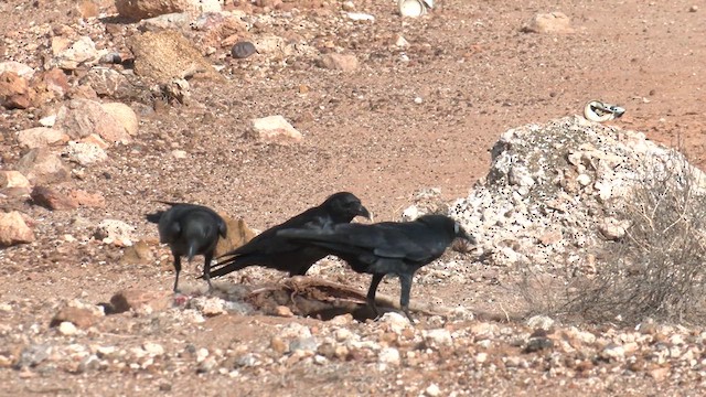 Little Crow - ML637534457