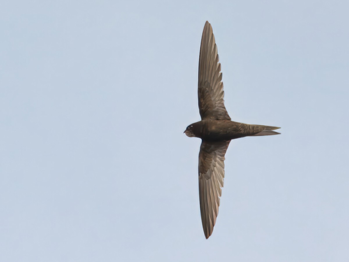 Common Swift - ML637534476