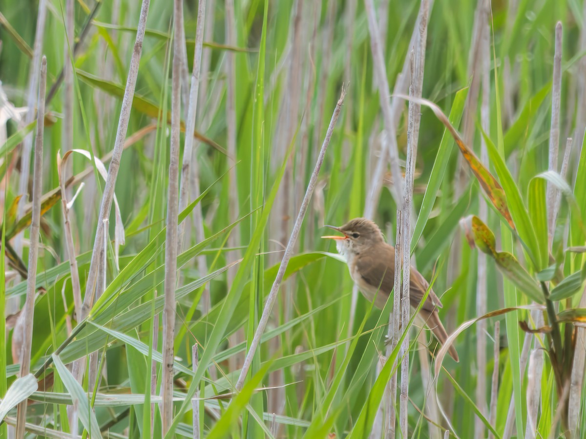 Common Reed Warbler - ML637534479